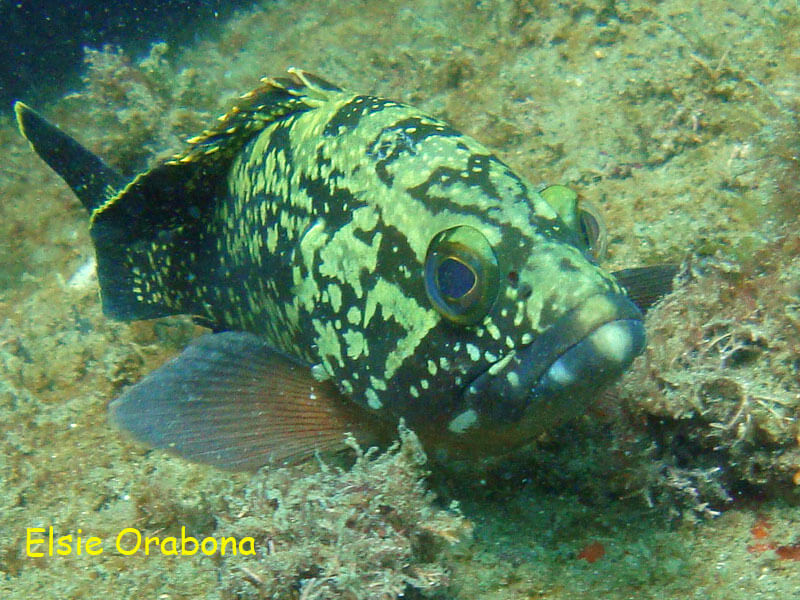 garoupa
