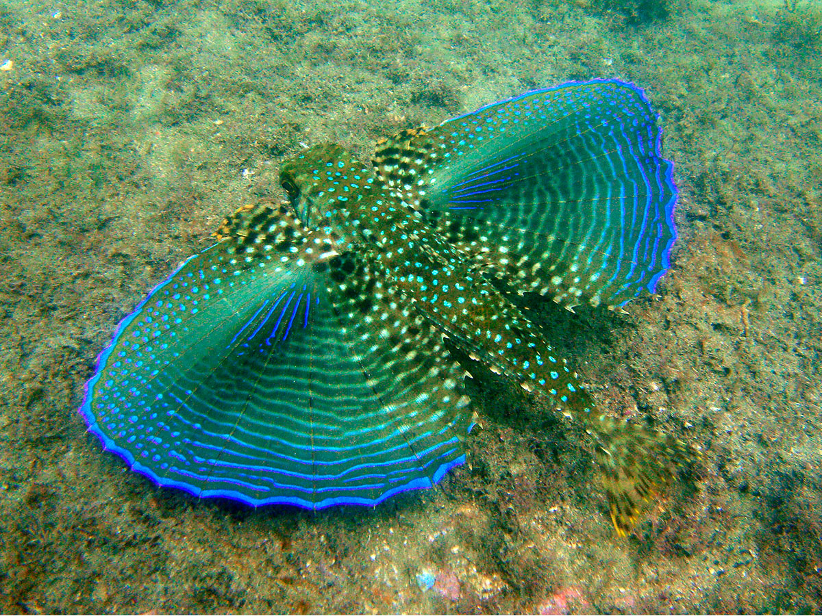 Serpentes comuns em Ubatuba - Curiosidades de Ubatuba