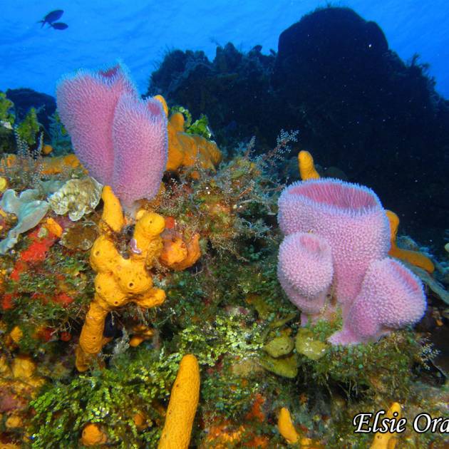 Cozumel – Uma linda ilha no Caribe Mexicano